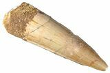 Fossil Spinosaurus Tooth - Real Dinosaur Tooth #268677-1